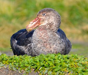 A lone GP (giant petrel) sits on a mound. It’s beak is covered in blood after feeding at the harem on west beach