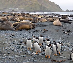 Ten gentoo penguins in the foreground in front of the ‘North Ballpark’ elephant seal harem on east beach. The station can be seen in the distant background