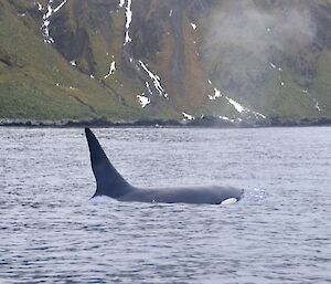 Image of the same orca as it surfaces with the front top half of the whale and its large dorsal fin above the water — taken from one of the other boats