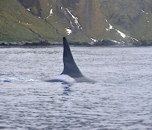 Image of the orca’s back and dorsal fin as it is about to descend below the surface — taken from one of the other boats