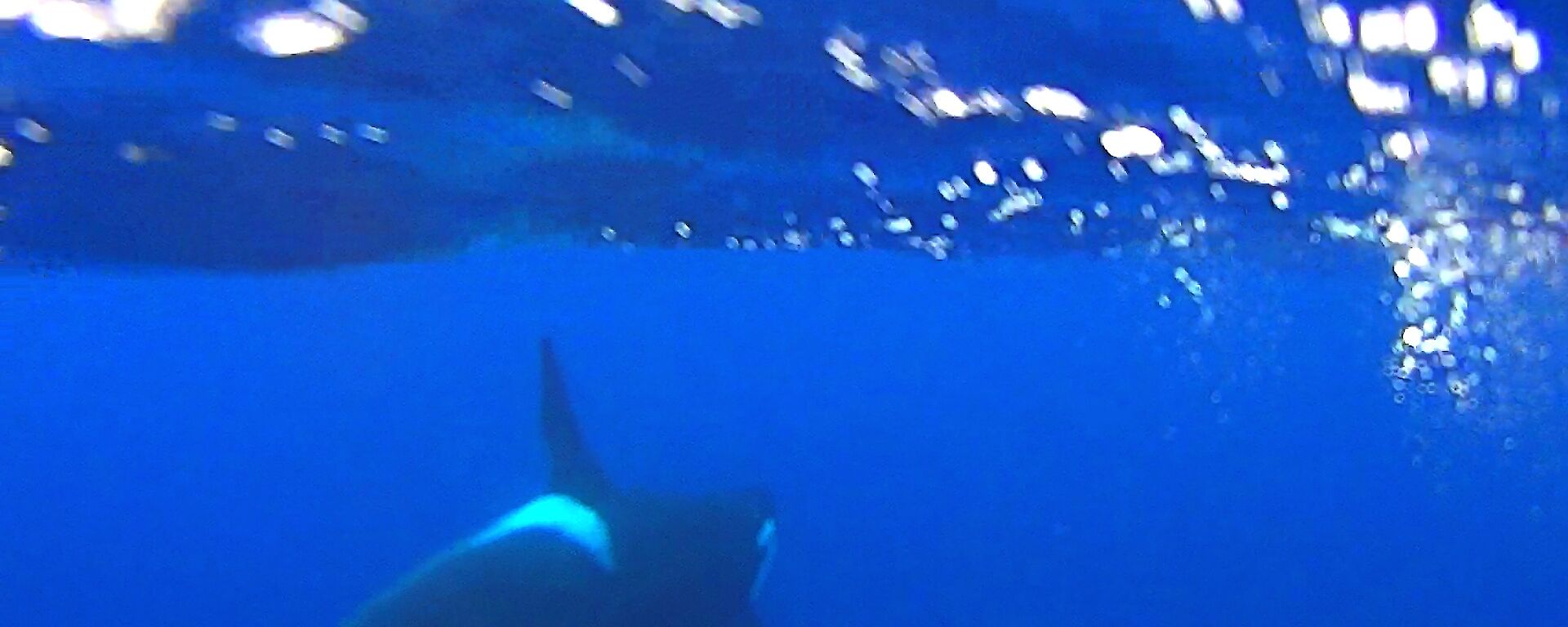 Underwater picture of an orca heading towards the surface — taken off a video