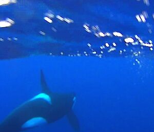 Underwater picture of an orca heading towards the surface — taken off a video