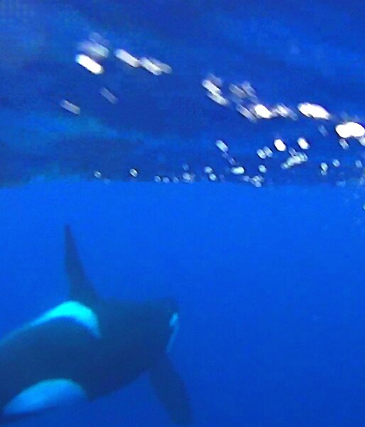 Underwater picture of an orca heading towards the surface — taken off a video