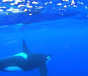 Underwater picture of an orca that was slowly cruising north parallel to the coast- taken off a video