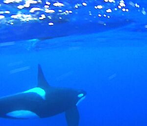 Underwater picture of an orca that was slowly cruising north parallel to the coast- taken off a video