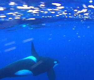 Underwater picture of an orca that was slowly cruising north parallel to the coast- taken off video footage