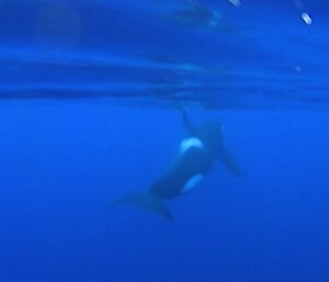 Underwater image of the orca as it slowly pulls away — taken off a video