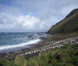 Hurd Point hut coastline — Royal penguins on the sloping coastline with Ele seals along the water edge and the escarpment and clouds in the background