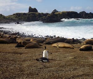 King penguins at Hurd Point — Two king penguins in front of an Ele seal harem with surf and rock stacks in the background