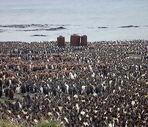 Lusitania Bay — Thousands of king penguins and chicks surround digesters on the beach with calm water in the background