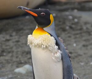 Moulting king — shows the top half of a king penguin which is moulting. It has a ‘collar’ of white fluffy feathers around its neck