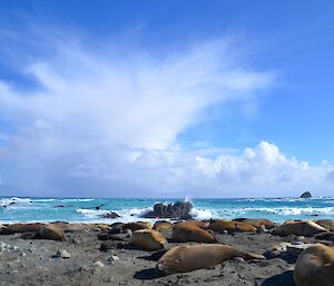 Cumulonimbus cloud off Hasselborough Bay, with a elephant seal harem on the beach in the foreground