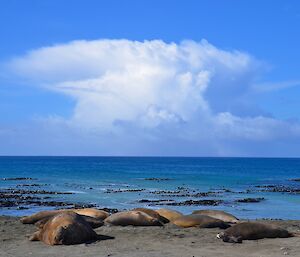 Another cumulonimbus cloud off the east coast and again in the foreground there is a small elephant seal harem consisting of one large male and a dozen females, some with pups