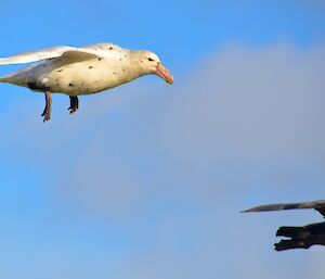 Lowering landing gear — white feathered giant petrel in flight has his feet lowered as though he is coming in for a landing