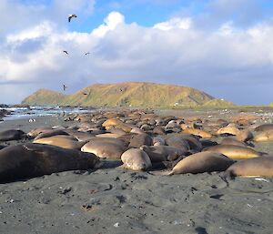 A view north of a elephant seal harem on the west coast (known as Razorback West harem) — it contains several hundred females and a couple of hundred pups. North Head is in the background.