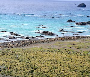 The same harem (Razorback West) as in the previous photo, this time seen from the lookout on top of Razorback Ridge. The several hundred seal lie on the narrow beach between the tussock and the ocean.