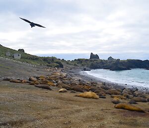Taken from the beach west of Hurd Point hut. On the beach are hundreds of elephant seals and a large royal penguin colony can be seen on the slope just before the hut. A skua, in flight, can be seen silhouetted in the top left of picture