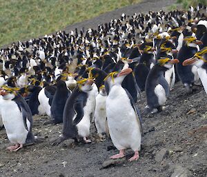 Hundreds of Royal penguins on the slope just next to Hurd Point hut