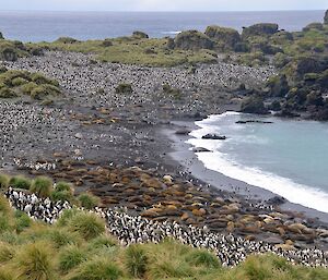 South East Bay and Hurd Point — there are thousands of royal penguins up from the beach with hundreds of elephant seals on the beach just above the high tide mark. There is also a smaller group of king penguins