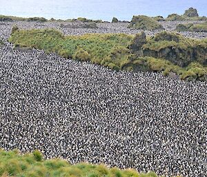 Part of the enormous royal penguin colony at Hurd Point — thousands of penguins tightly packed on the bare earth