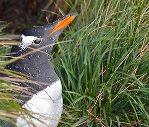 A close up of a gentoo penguin partially obscured by the tussock grass