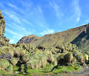Tony making his way back to the hut through the tussock covered rock stacks. The bright sunshine accentuates the vivid green colours and a stark contrast with the azure blue sky streaked with white cirrus cloud