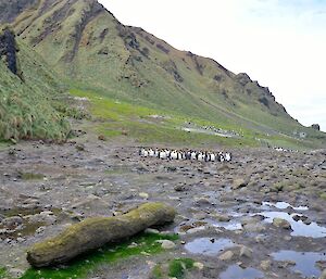 From a position high up on the rocky beach looking east. In the foreground is a moss covered log and just beyond a large group of king penguins. Hurd Point hut can be seen in the distance, nestled amongst the tussock at the foot of the escarpment