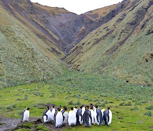 Around two dozen king penguins in the middle foreground with a creek gully in the escarpment in the background. The Grassy jump-up is on the left of the gully