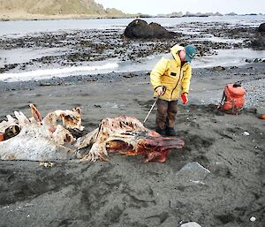 Chris examining the remains of a dead whale on the West coast
