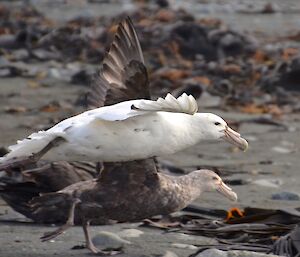 A couple of giant petrels, one white, in flight just few inches above the beach. The other one is behind the first with its wings raised, just about to take off