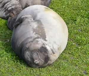A well fed ‘weener’ (weened elephant seal pup). It is lying on its side on the green plant life on the coastal fringe. It is rotund and has a contented look on its face