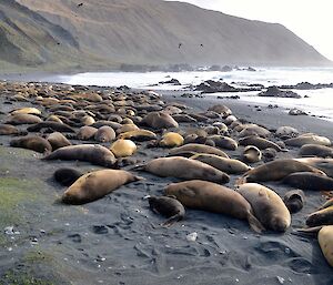 Part of the very large elephant seal harem on West Beach. There are several hundred seals in the harem, which extends from the foreground all the way into the distance on the beach. The escarpment is in the distant background