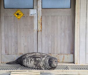 This weener found a comfortable position in front of the Workshop. It is lying on a metal grate in front of the doors to the workshop. On the left hand door is a yellow diamond shaped sign that has a picture of a kangaroo and the words "kangaroos Next 25km"