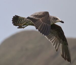 Juvenile kelp gull in flight. It has browny-grey and white feathers over its body and on its outstretched wings