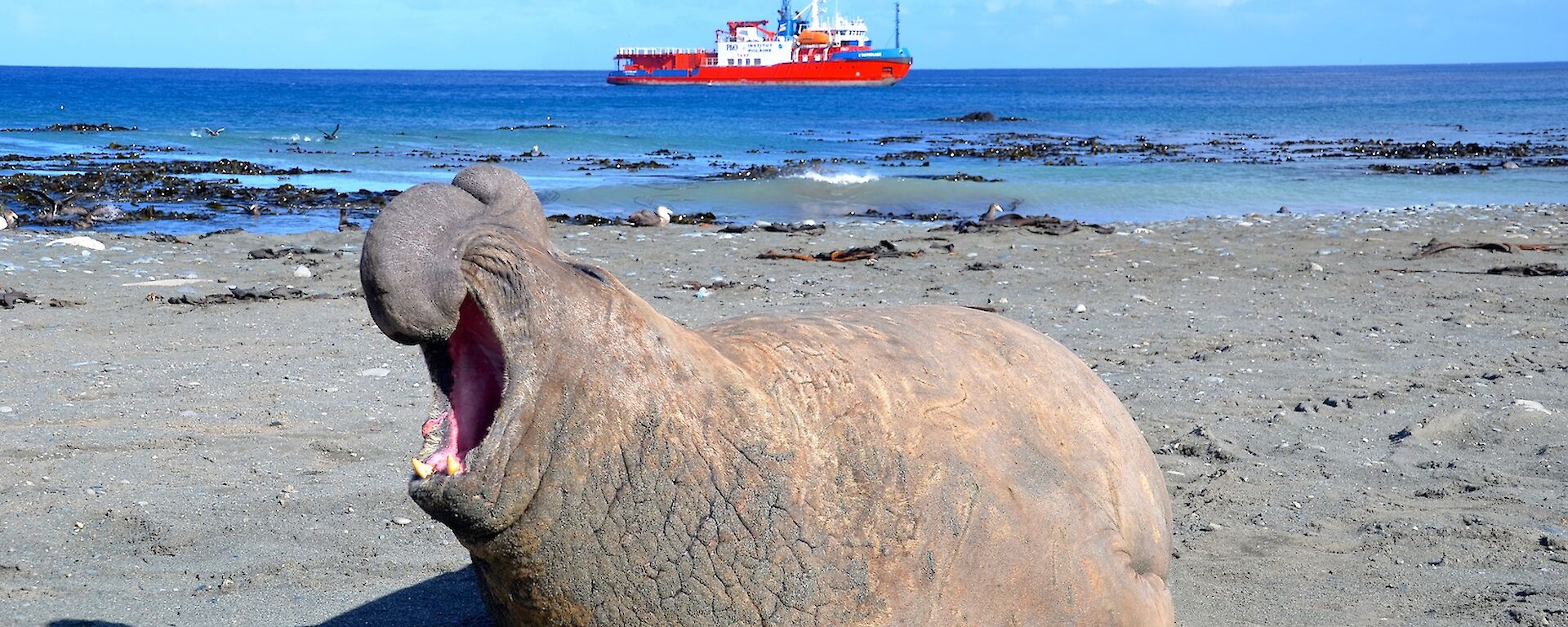 A large male elephant seal in the foreground on the roars as L'Astrolabe, in the background, gets ready to leave