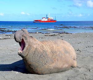 A large male elephant seal in the foreground on the roars as L'Astrolabe, in the background, gets ready to leave