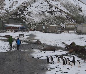 The day after arriving, the snow came. Looking north, with two expeditioners walking across the isthmus towards station. There is abundant snow cover and a group of gentoo penguins in the right foreground