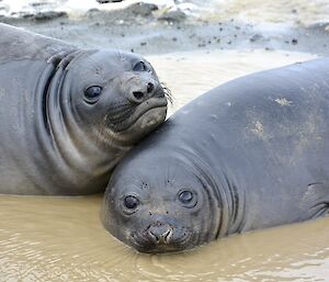 Two elephant seal weaner pups playing in a puddle. One of the seals is resting his head on the back of the other in a brown water puddle