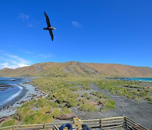 A sunny day at Macca. Showing a view of the isthmus and the escarpment beyond. The vivid colurs of the vegetation, ocean and sky are accentuated by the bright sunshine. A giant petrel in flight is starkly silhouetted against the clear blue sky