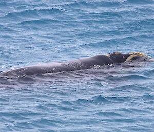 Southern Right whale in Buckles Bay. The top of the head and back are above the water surface, with barnacles visible on it head