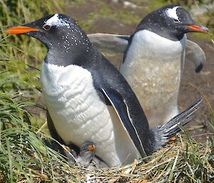 Gentoo penguin family comprising of an adult sitting on the nest with two chicks appearing under the brood pouch, while the other adult brings some grass to add to the nest