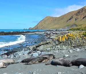 Several elephant seal weaners in the foreground on East Beach with the east coast escarpment and Nuggets in the background, bathed in bright sunlight