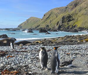 Plenty of wildlife including king and gentoo penguins in the foreground with many elephants seals on the rocky beach — The azure blue waters of Hasselborough Bay and the vegetation covered North Head provide a contrasting back drop