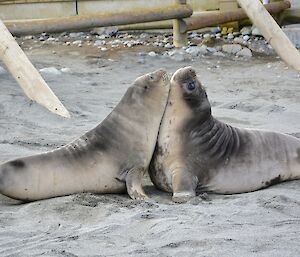 Role playing. A couple of elephant seal weaners prcticing their fighting skills by chesting up to each other