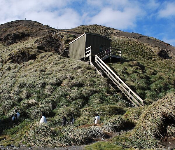 Pebbles in four 20 litre buckets, ready to be carried up the track, in the background, to Wireless Hill. There are several gentoo penguins amongst the tussock at the base of the hill