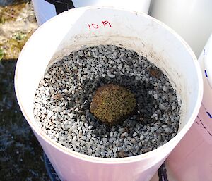 In one of the tubes — The first planted Azorella, collected by Peter