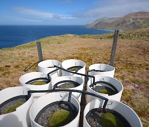 At the site on Wireless Hill — A close up of an array of nine tubes, each containing a Azorella plant. The ocean, partly cloudy sky and the east coast escarpment provide a scenic backdrop
