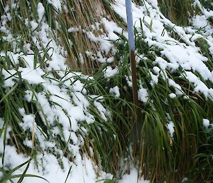 Blue poles mark location of snow covered mesocosm on hill behind MPH (Main Power House)