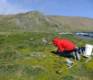 Grant, wearing a red jacket shows up in strong contrast as he collects soil samples on the green vegetation of the isthmus. Several elephant seal weaners are in the background with the escarpment in the distant background
