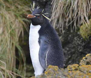 Rockhopper penguin in Garden Bay. Its identifiable by its yellow feathers on its head and its distinctive ruby red eyes